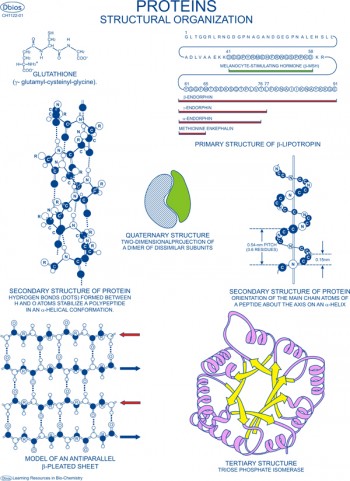 Proteins Structural Organization
