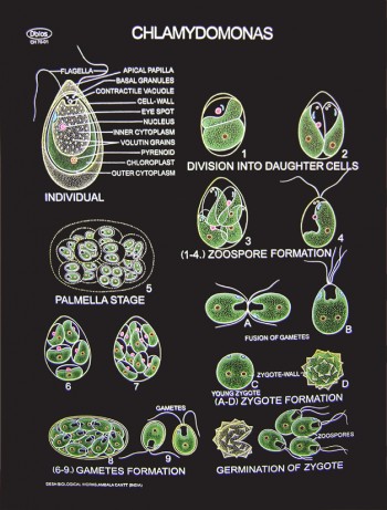 Chlamydomonas  Structure & Life Cycle