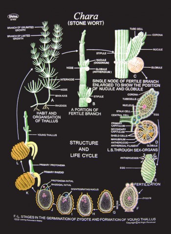 Chara Structure  and Life History