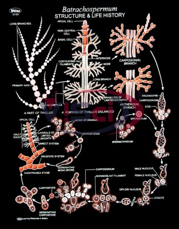 Batrachospermum Structure & Life History