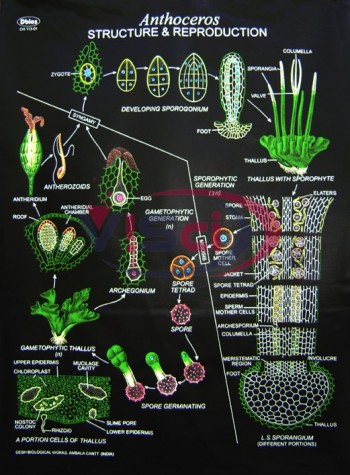 Anthoceros Structure & reproduction