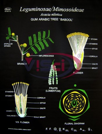 Agaricus campestris (Mushroom)