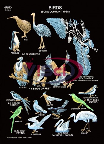 Types of Birds