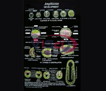 Amphioxus Development