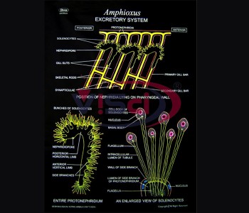 Amphioxus Excretory System