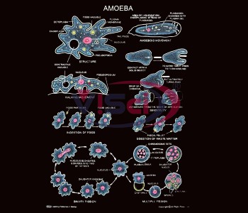 Amoeba Structure & Locomotion