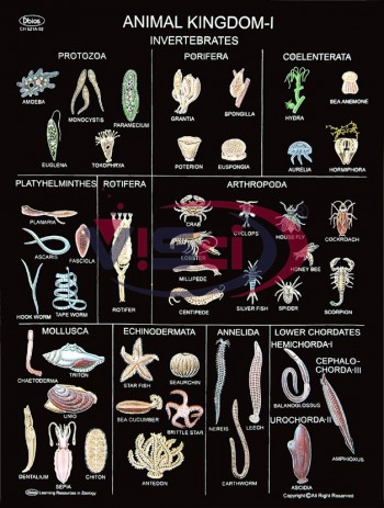 Animal Kingdom-I (Invertebrates)