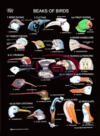 Beaks of Birds